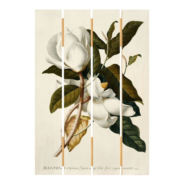 Cuadros de madera flores Georg Dionysius Ehret - Magnolia