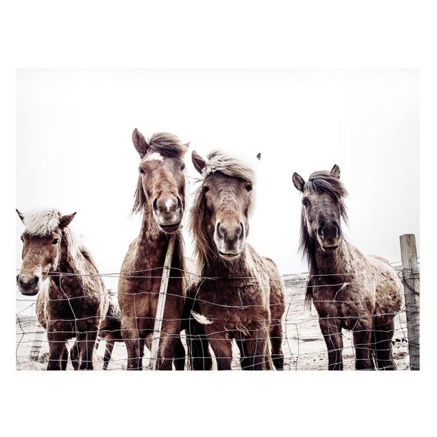 Cuadros caballos Icelandic Horse