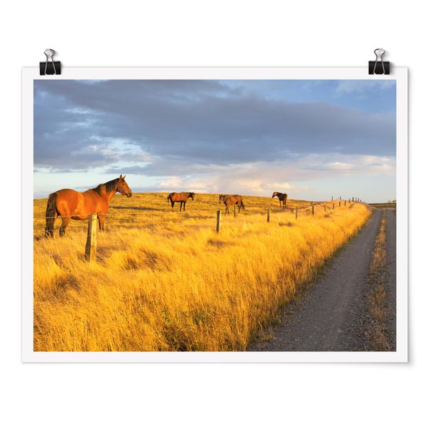Póster paisajes para pared Field Road And Horse In Evening Sun