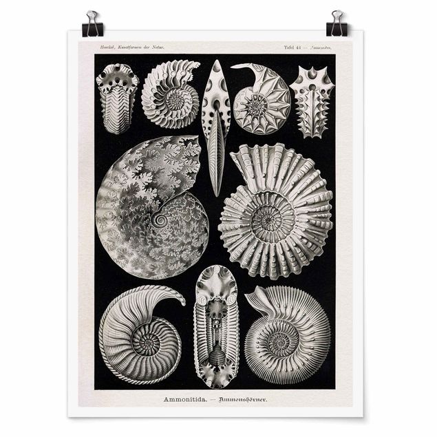 Póster animales Vintage Board Fossils Black And White