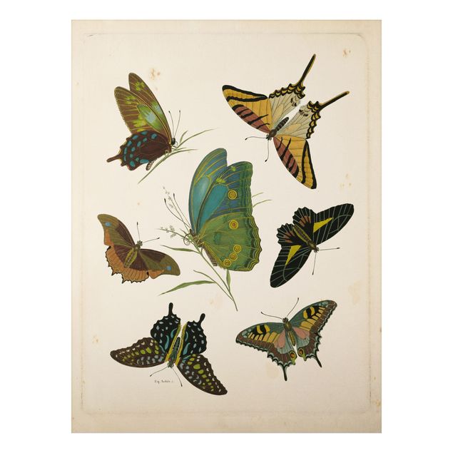Cuadros de mariposas Vintage Illustration Exotic Butterflies