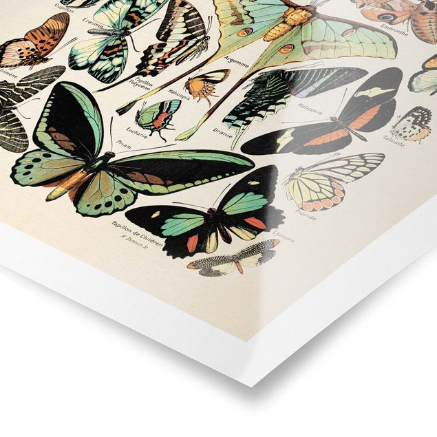 Cuadros azul turquesa Vintage Board Butterflies And Moths