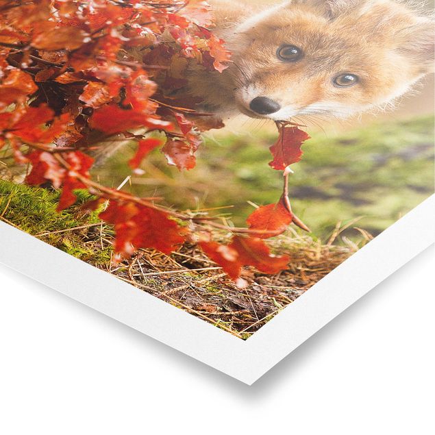 Póster flores Fox In Autumn