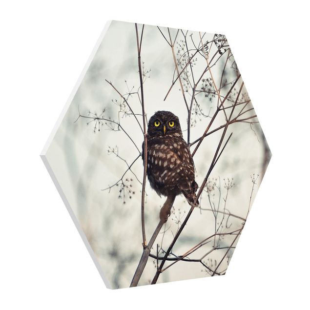 Cuadros modernos Owl In The Winter