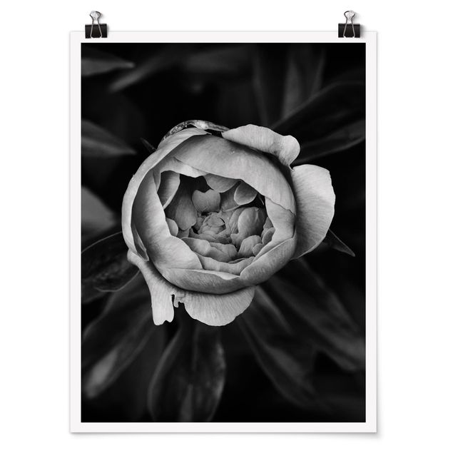 Cuadros de plantas naturales Peonies In Front Of Leaves Black And White