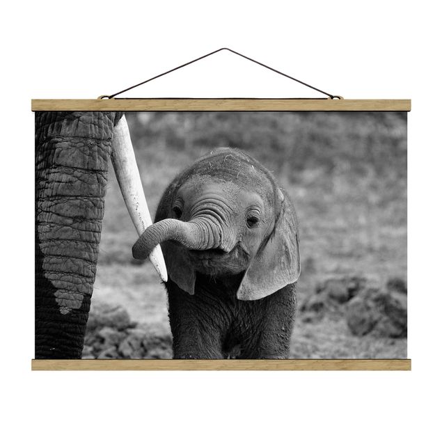 Cuadros de animales Baby Elephant