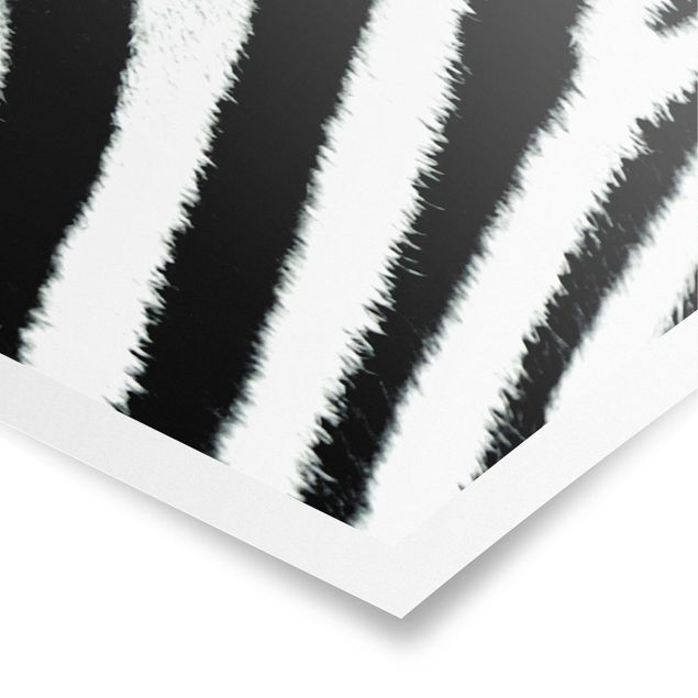 Cuadros de patrones Zebra Crossing