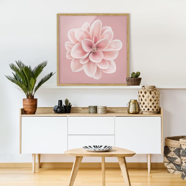 Pósters enmarcados de cuadros famosos Dahlia Pink Blush Flower Centered