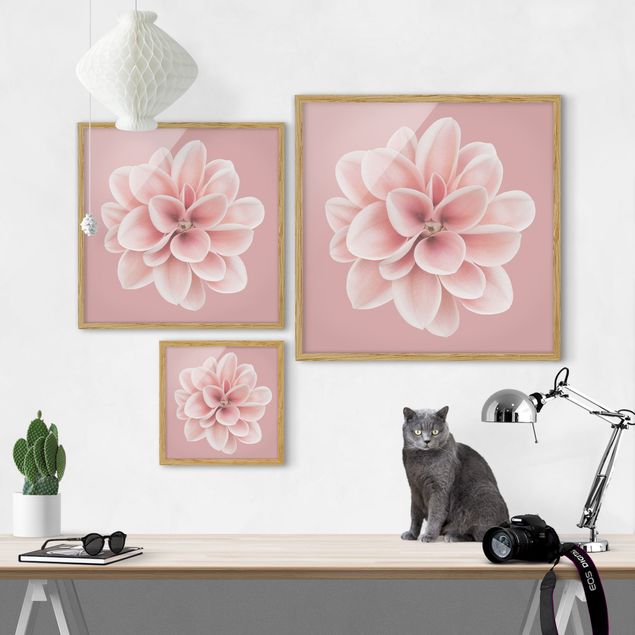 Cuadros de flores Dahlia Pink Blush Flower Centered
