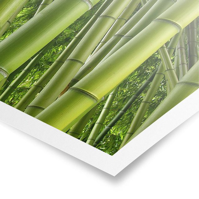 Cuadros de plantas naturales Bamboo Trees No.2