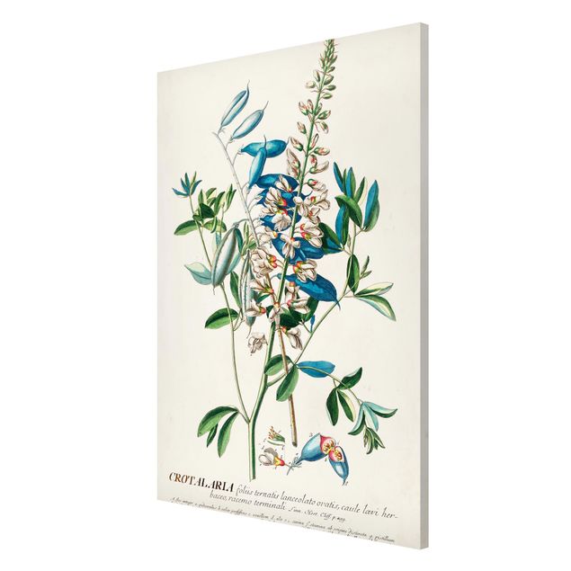 Cuadros plantas Vintage Botanical Illustration Legumes