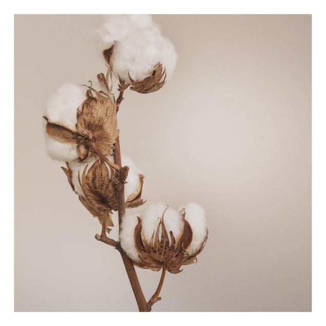 Cuadros plantas Fragile Cotton Twig