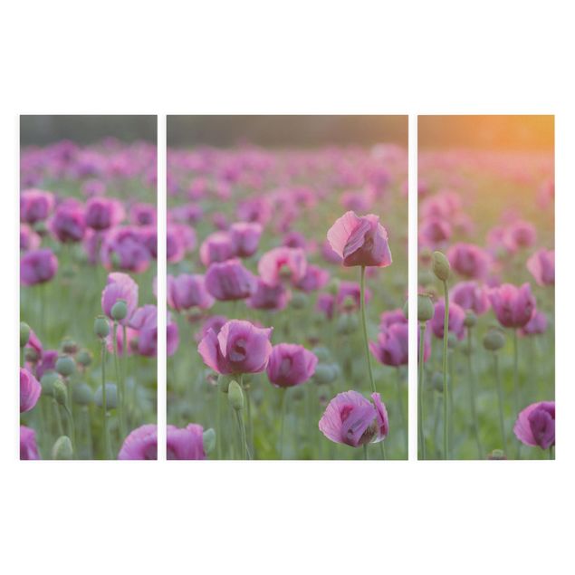 Cuadros de plantas naturales Purple Poppy Flower Meadow In Spring
