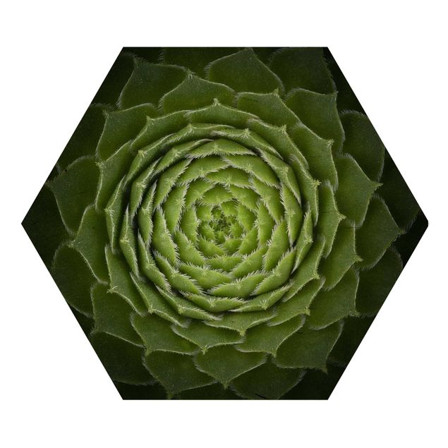 Hexagon Bild Holz - Mandala Sukkulente