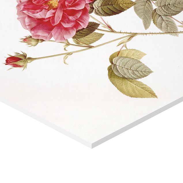 Reproducciónes de cuadros Pierre Joseph Redoute - Roses And Lilies
