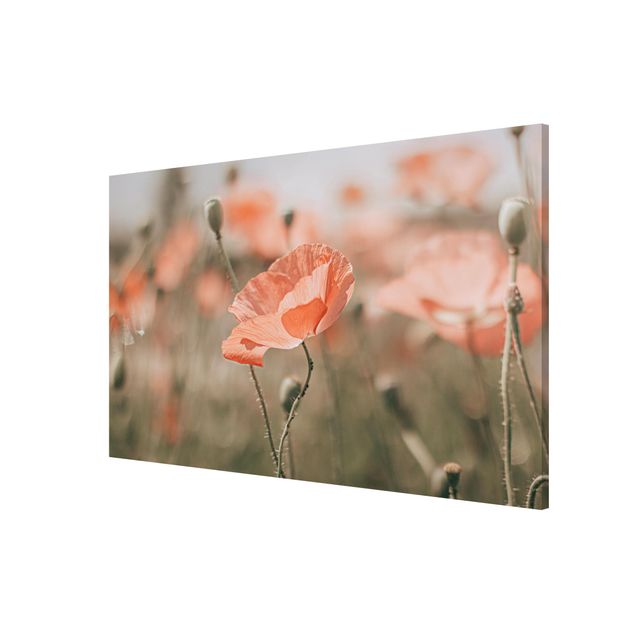 Tableros magnéticos flores Sun-Kissed Poppy Fields