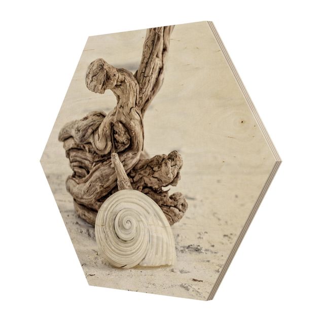 Cuadros de madera playas White Snail Shell And Burl