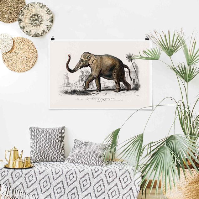 Cuadros elefantes Vintage Board Elephant