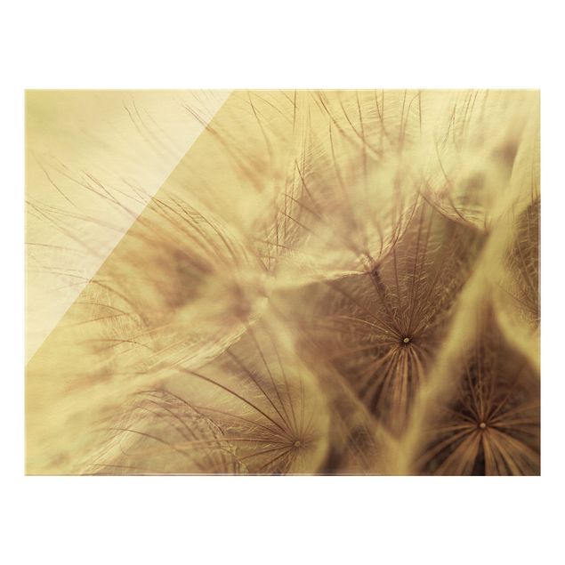 Cuadros de flores Detailed Dandelion Macro Shot With Vintage Blur Effect