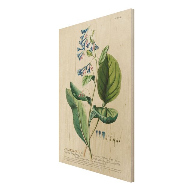 Cuadros vintage madera Vintage Botanical Illustration Lungwort