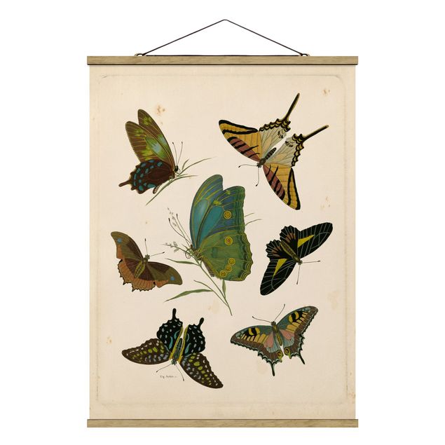 Cuadros vintage Vintage Illustration Exotic Butterflies