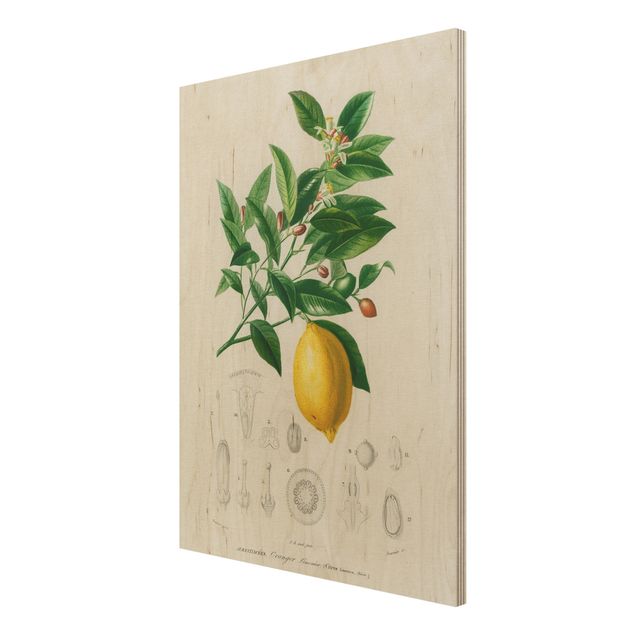 cuadros de madera vintage Botany Vintage Illustration Of Lemon