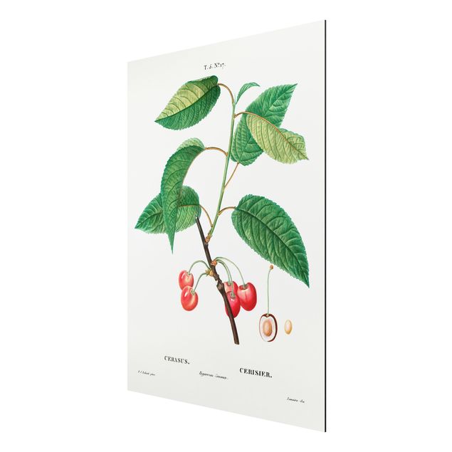 Cuadros plantas Botany Vintage Illustration Red Cherries