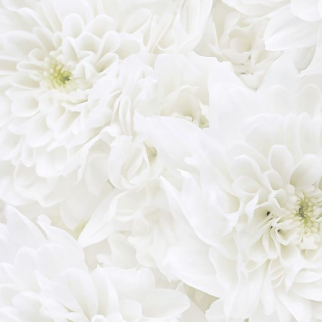 Láminas adhesivas en blanco Dahlia Sea Of Flowers White
