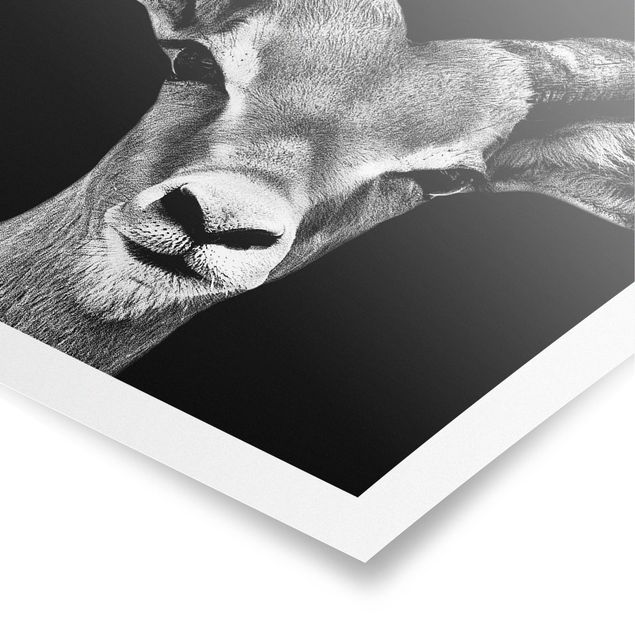 Cuadros a blanco y negro Impala antelope black and white