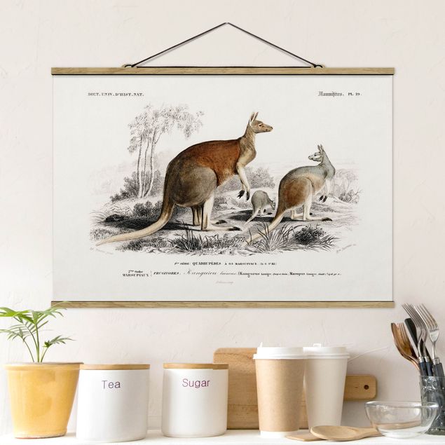 Cuadros de Australia Vintage Board Kangaroo