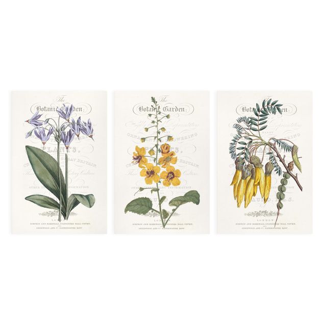 Cuadros Botanical Tableau Set I
