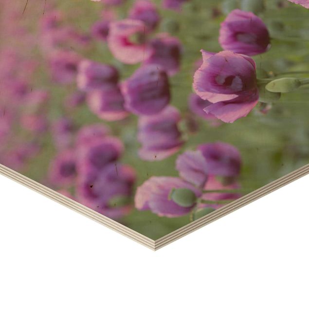 Hexagon Bild Holz - Violette Schlafmohn Blumenwiese im Frühling