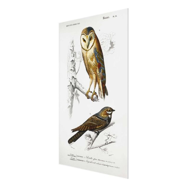 Cuadros decorativos Vintage Board Owl And Swallow