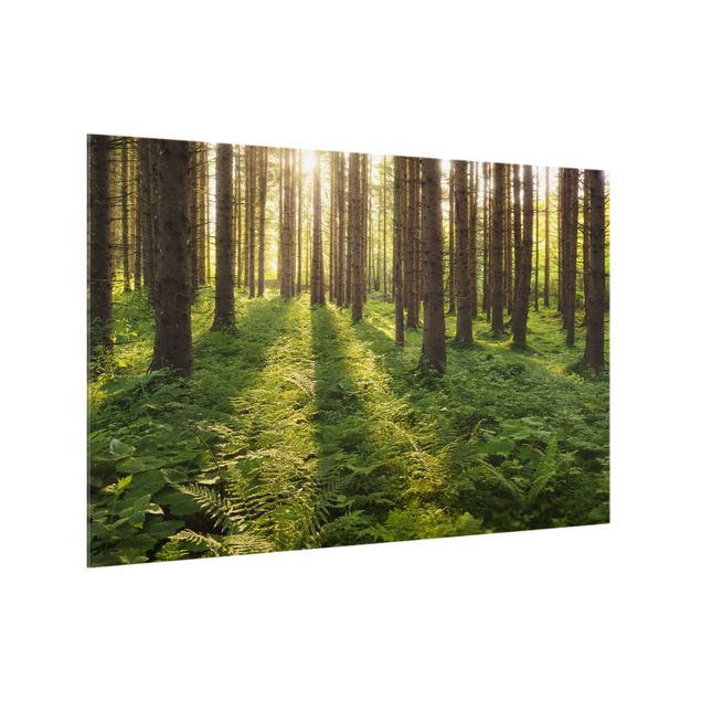 panel-antisalpicaduras-cocina Sun Rays In Green Forest