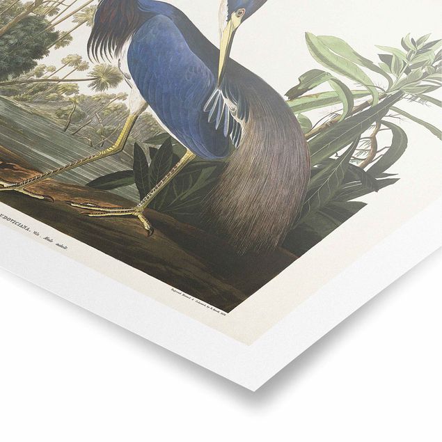 Cuadros en tonos azules Vintage Board Louisiana Heron