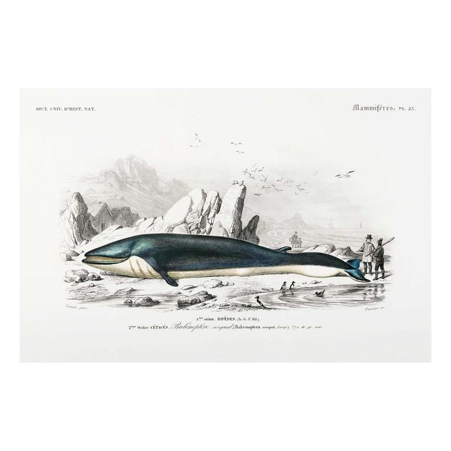 Cuadros en tonos azules Vintage Board Blue Whale
