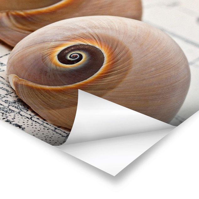 Pósters Shell Duo