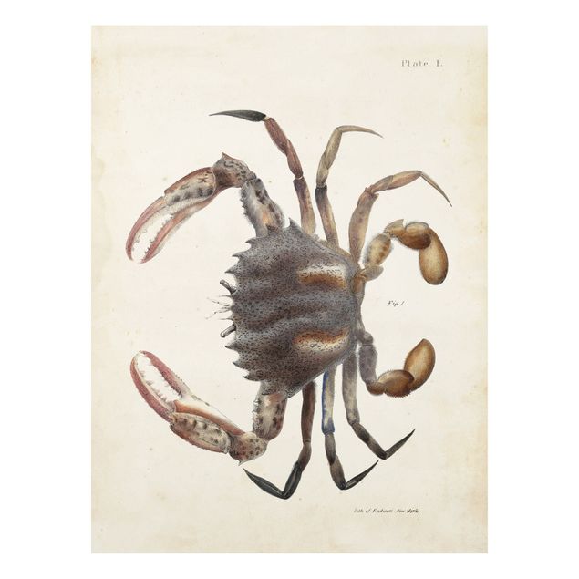 Cuadro retro Vintage Illustration Crab