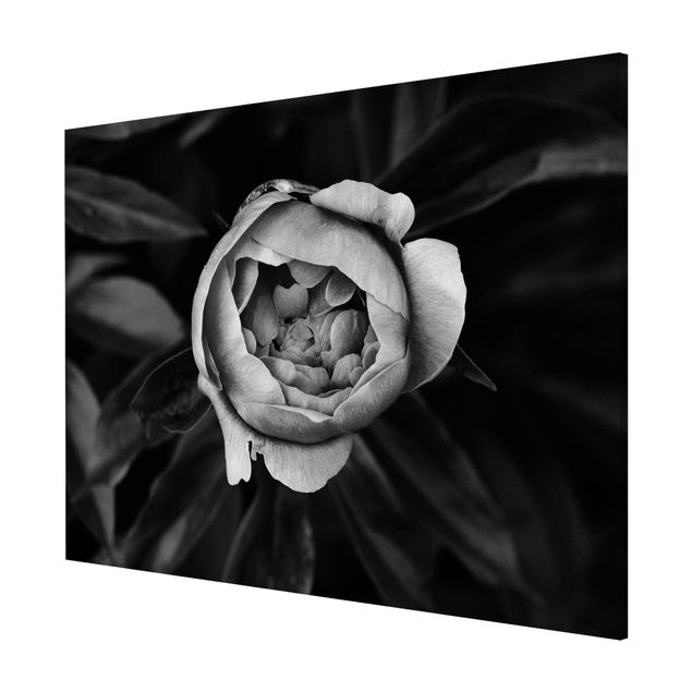 Cuadros de plantas naturales Peonies In Front Of Leaves Black And White