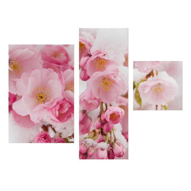 Cuadros de plantas naturales Snow-Covered Cherry Blossoms