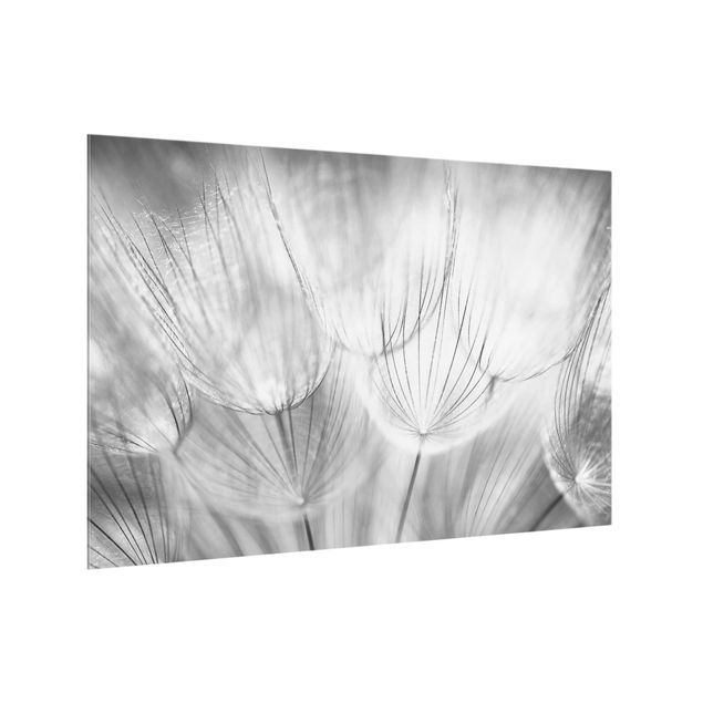Paneles de vidrio para cocinas Dandelions Macro Shot In Black And White