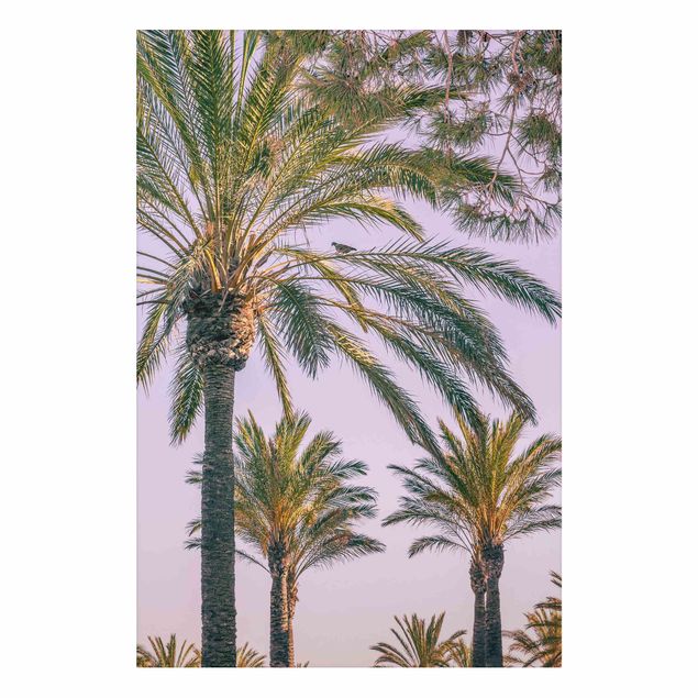 Cuadros de paisajes naturales  Palm Trees At Sunset