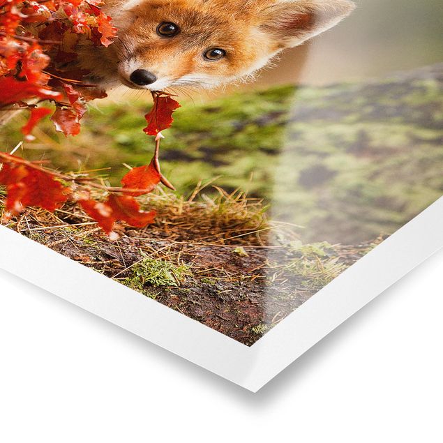Cuadros de flores modernos Fox In Autumn