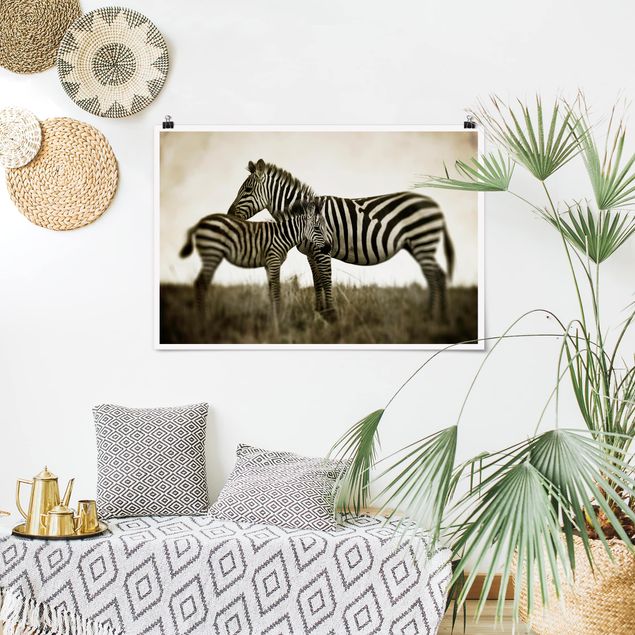 Póster blanco y negro Zebra Couple