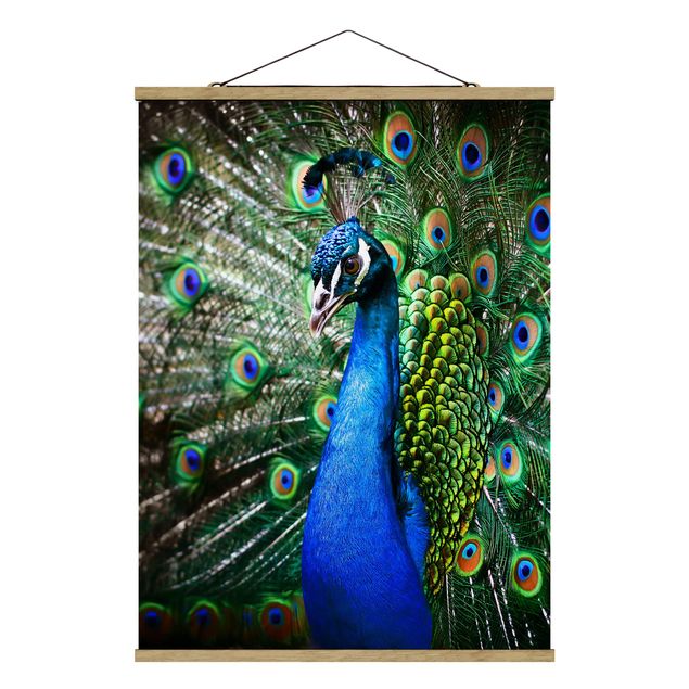 Cuadros de animales Noble Peacock