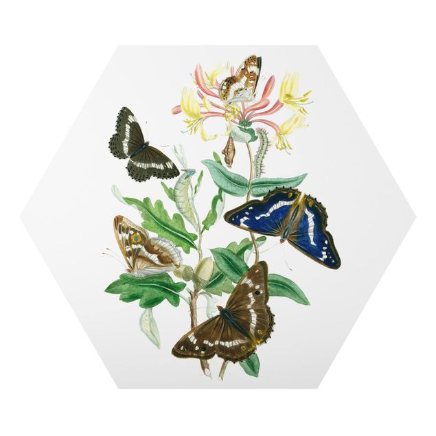 Cuadros modernos British Butterflies IV