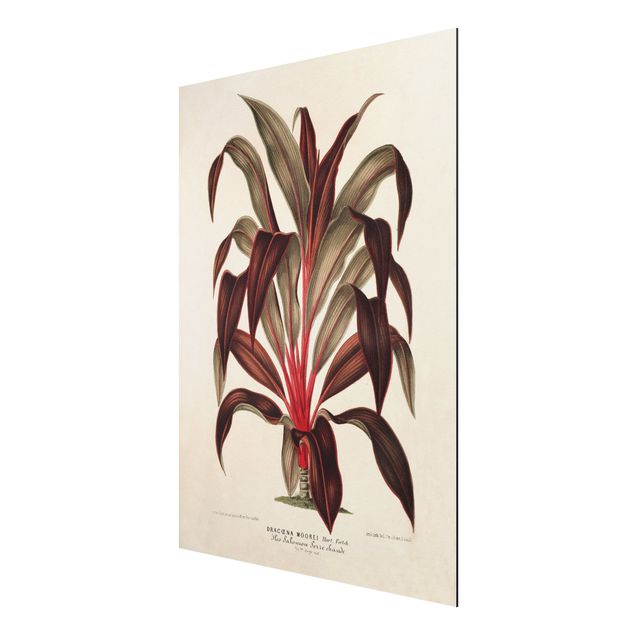 Cuadros de plantas naturales Botany Vintage Illustration Of Dragon Tree