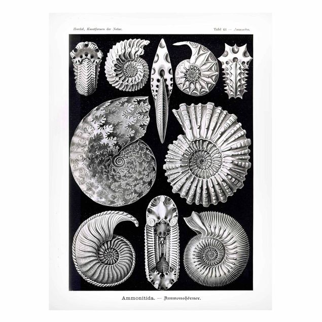 Tableros magnéticos animales Vintage Board Fossils Black And White
