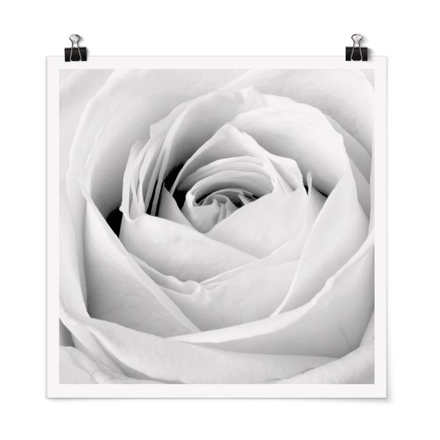 Pósters en blanco y negro Close Up Rose