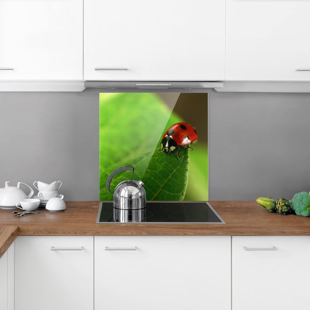 Paneles de vidrio para cocinas Ladybird